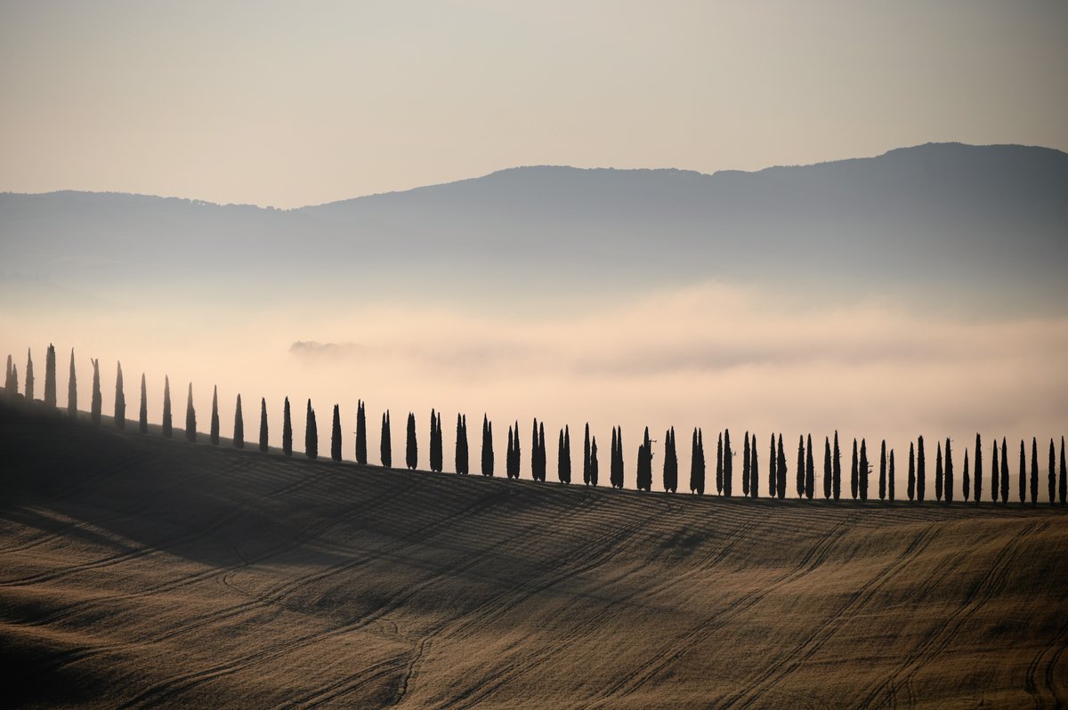 The Val d'Orcia landscape below Pienza — a line of cypresses and rolling clay hills in soft light