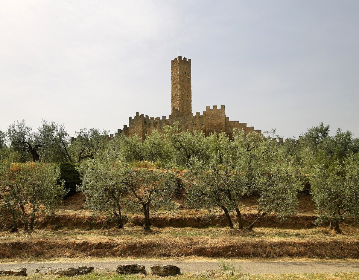 The keep tower of Montecchio rising above the olive groves